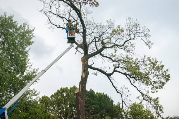 Landscape Design and Installation in San Antonio, TX